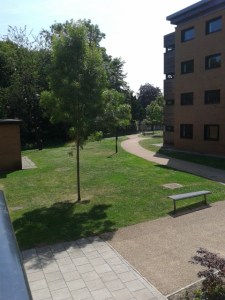 View from the kitchen window - glorious sunshine!