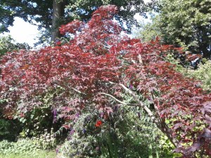 I love this acer tree with a ginko in the background