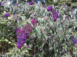 The clusters of flowers on the budleia are getting heavy