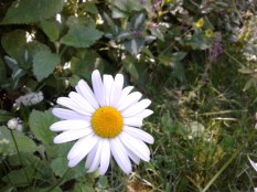Daisies are really easy to grow, and they come back every year (low maintenance!)