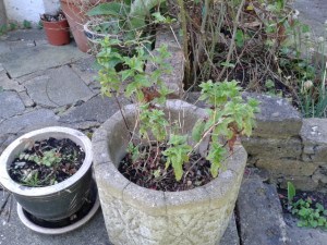 Some straggly mint in a pot - perfect for Pimms