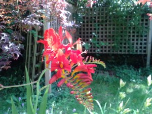 A fiery red montbresia with a formal(ish) arbour in the background