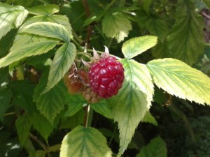 Cora in The Highwayman's Daughter would have picked berries