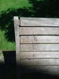 Hmm... a ruddy pigeon has pooped on my garden chair (again)